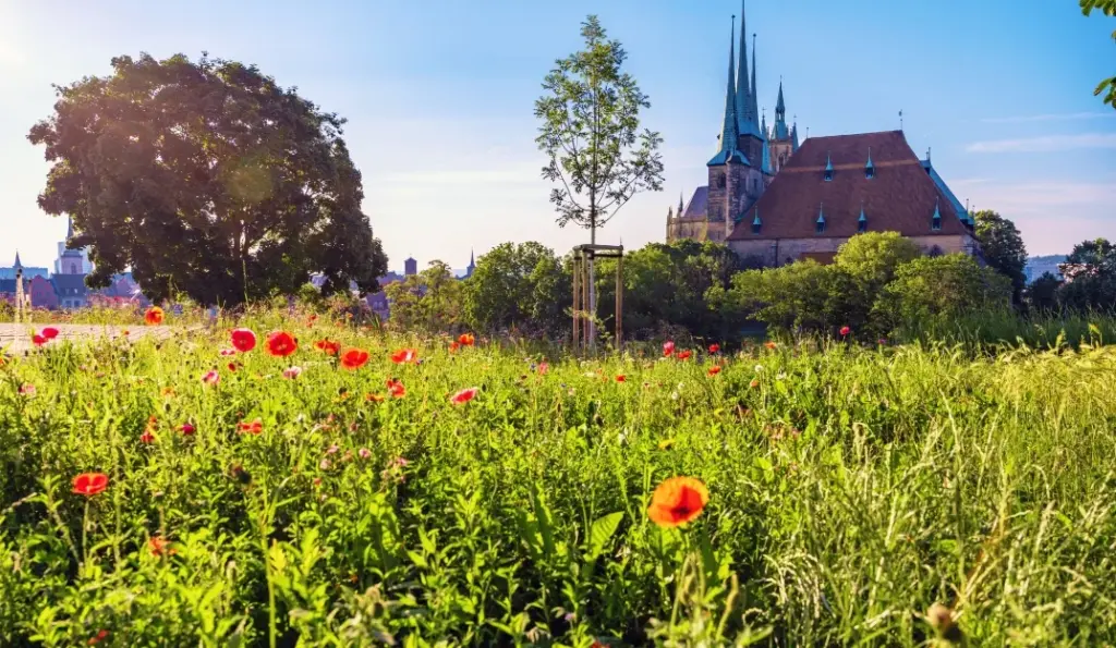 Feld mit Mohnblumen mit direktem Blick auf den Erfurter Dom
